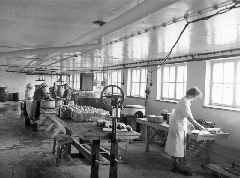 Kuvassa on kurkun tölkitystä Saarioisten tehtaalla 1950-luvulla.