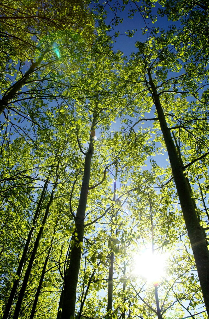 Kuvassa on puun latvuksia.