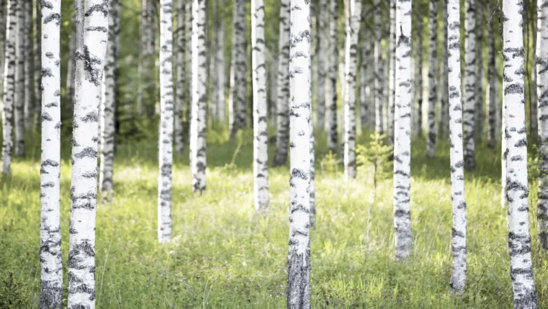 Kuvassa koivuja ja villiyrttejä