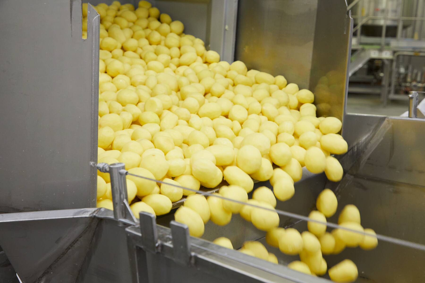 Kuvassa on perunoita