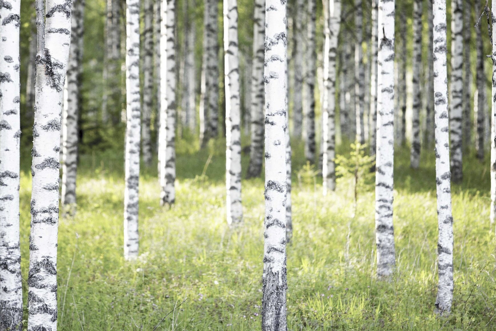 Kuvassa koivuja ja villiyrttejä